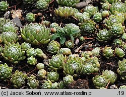 Sempervivum arachnoideum (rojnik pajęczynowaty)