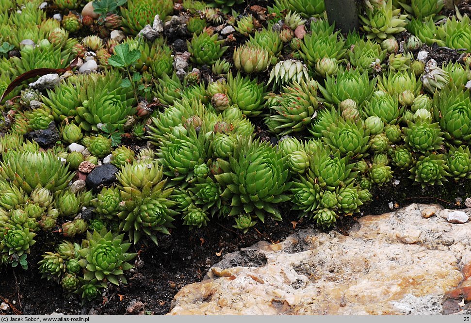 Sempervivum globiferum ssp. allionii (rojnik pospolity Allionego)