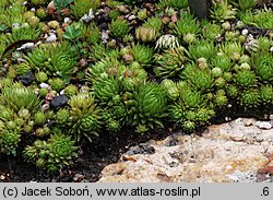 Sempervivum globiferum ssp. allionii (rojnik pospolity Allionego)