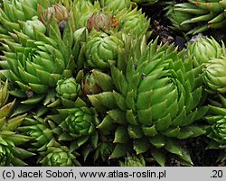 Sempervivum globiferum ssp. allionii (rojnik pospolity Allionego)