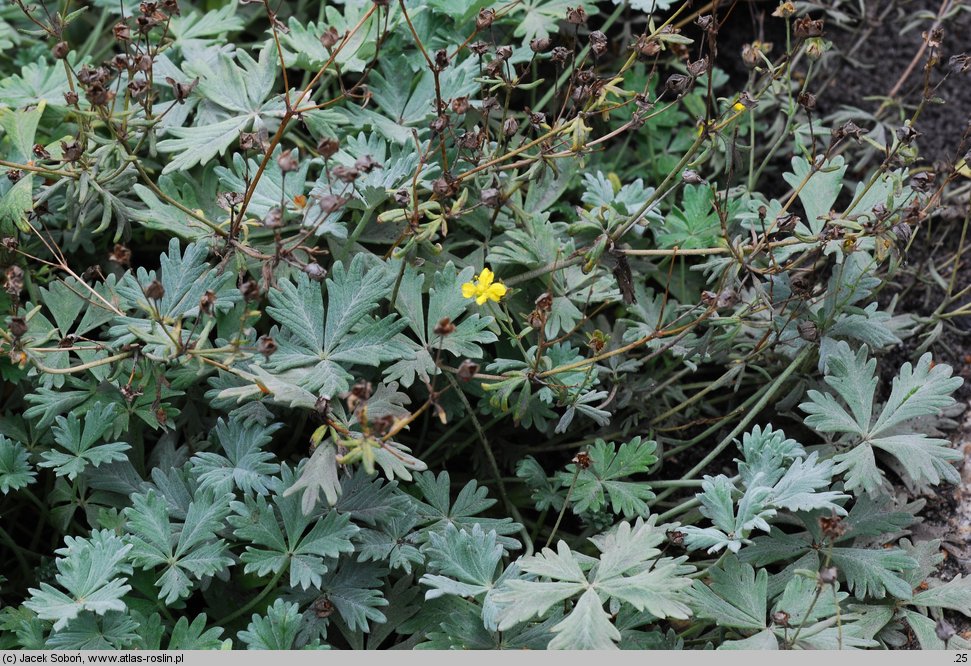 Potentilla calabra