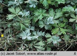 Potentilla calabra