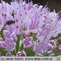 Eucomis comosa (eukomis czubaty)