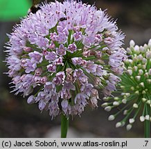 Eucomis comosa (eukomis czubaty)