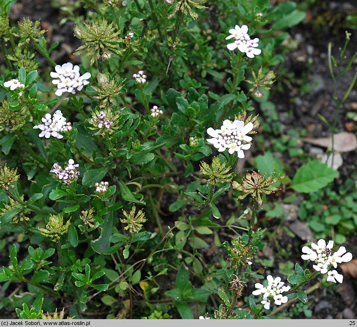 Iberis pruitii (ubiorek Pruita)