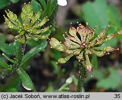 Iberis pruitii (ubiorek Pruita)