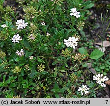 Iberis pruitii (ubiorek Pruita)