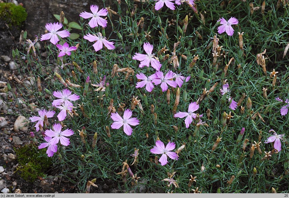 Dianthus nardiformis (goździk bliźniczkowaty)