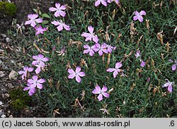 Dianthus nardiformis (goździk bliźniczkowaty)