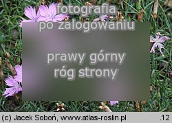Dianthus nardiformis