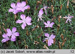 Dianthus nardiformis (goździk bliźniczkowaty)