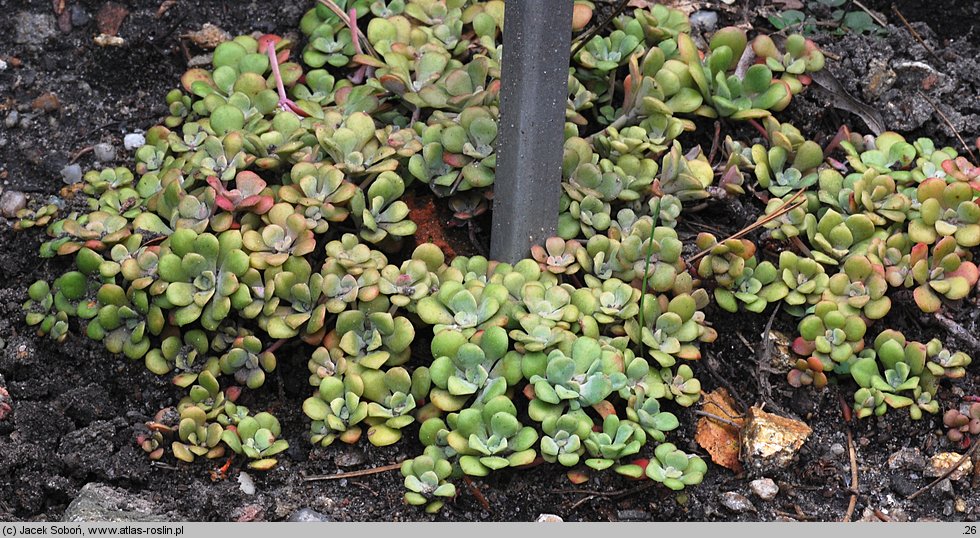 Sedum spathulifolium (rozchodnik łopatkowaty)