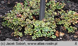 Sedum spathulifolium (rozchodnik łopatkowaty)