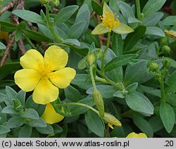 Helianthemum lunulatum