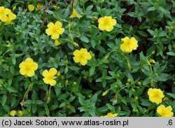 Helianthemum lunulatum