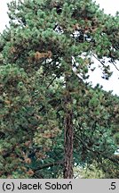 Pinus nigra (sosna czarna)