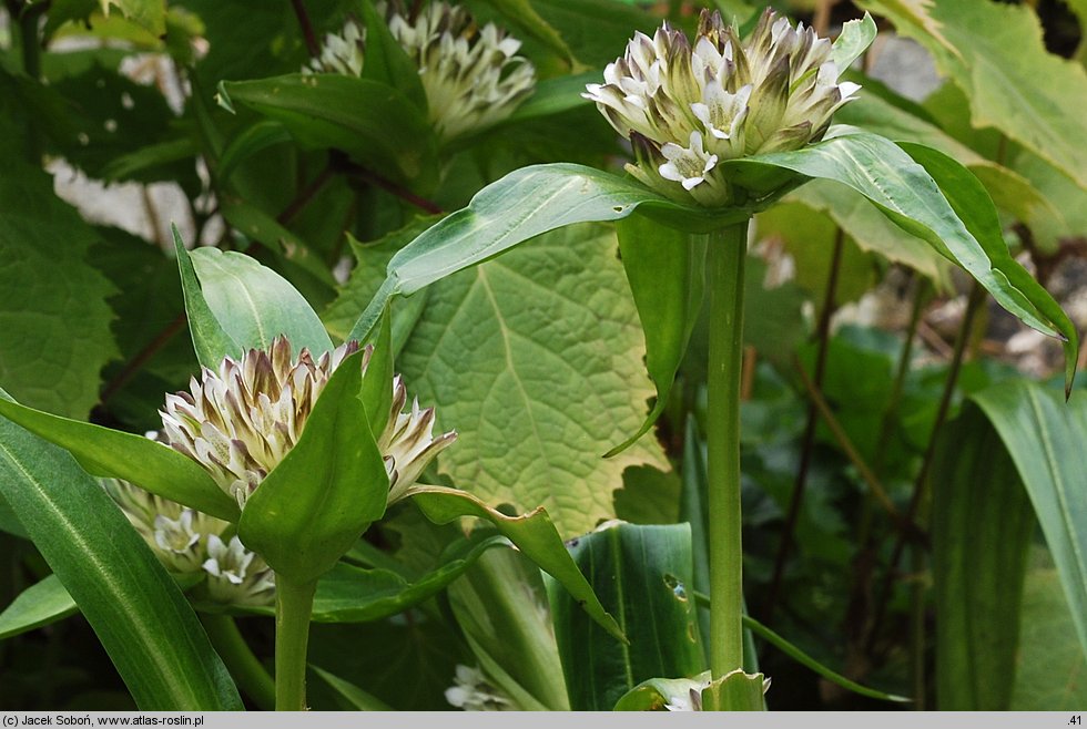 Gentiana kurroo