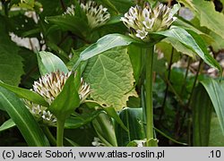 Gentiana kurroo