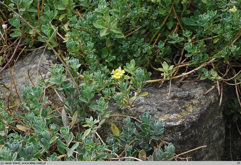 Alyssum repens (smagliczka płożąca)