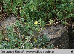 Alyssum repens (smagliczka płożąca)