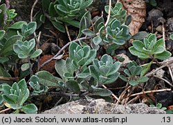 Alyssum repens (smagliczka płożąca)