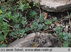 Alyssum repens (smagliczka płożąca)