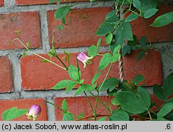 Clematis viorna