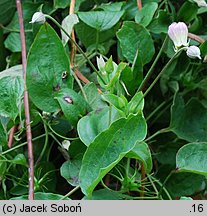 Clematis pitcheri (powojnik Pitchera)