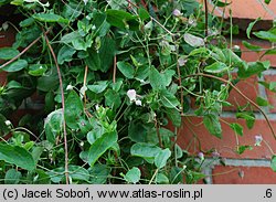 Clematis pitcheri (powojnik Pitchera)