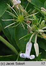 Clematis ×bonstedtii (powojnik Bonstedta)