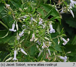 Clematis ×bonstedtii (powojnik Bonstedta)