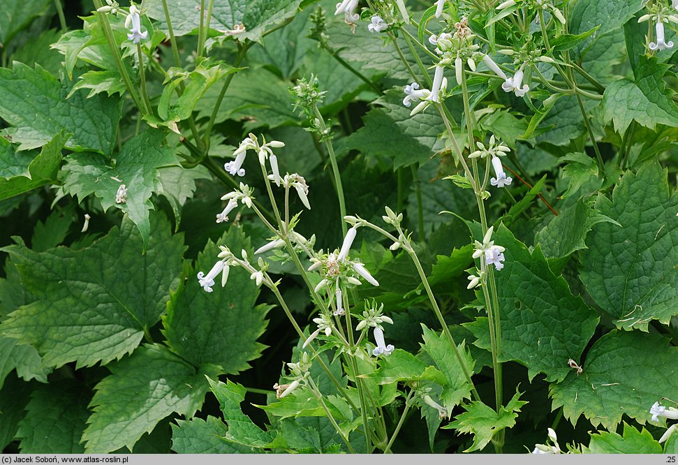 Clematis ×bonstedtii (powojnik Bonstedta)