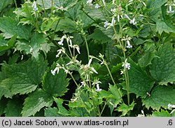 Clematis ×bonstedtii (powojnik Bonstedta)