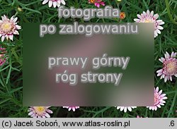 Argyranthemum frutescens (argyrantema krzewiasta)