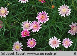 Argyranthemum frutescens (argyrantema krzewiasta)