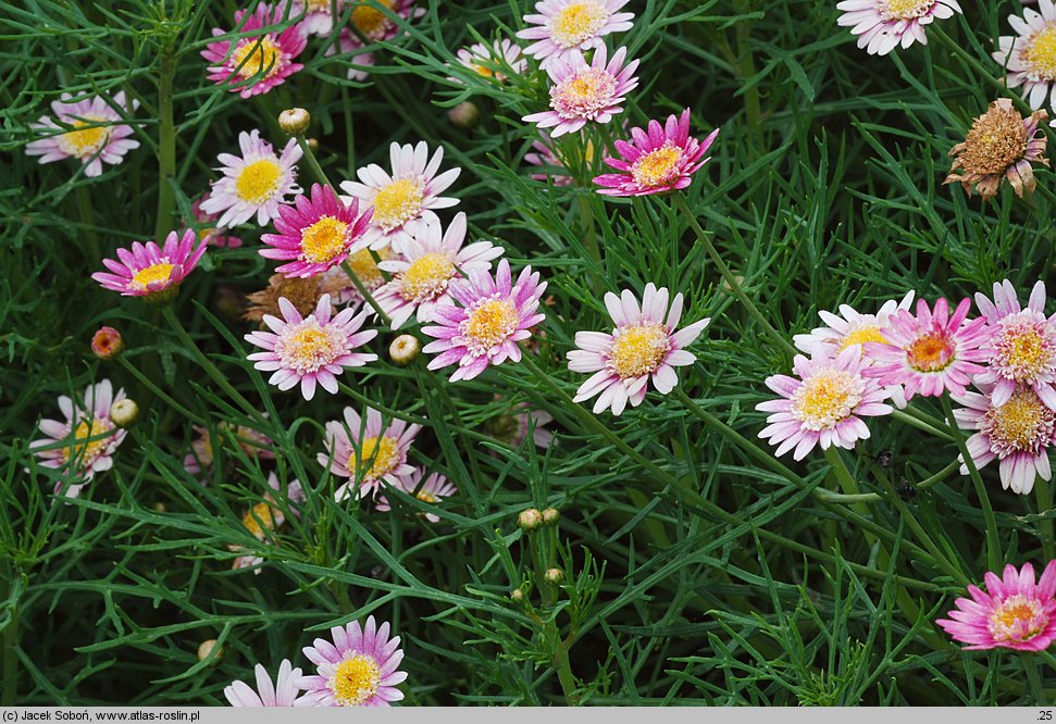 Argyranthemum frutescens (argyrantema krzewiasta)