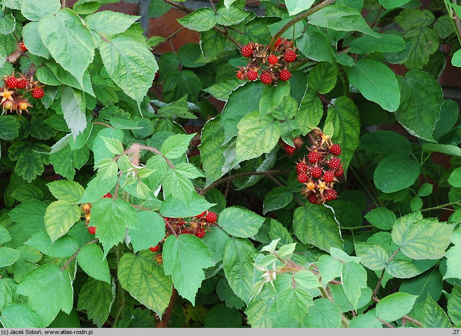 Rubus phoenicolasius (jeżyna rdzawa)