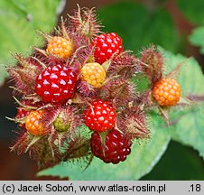 Rubus phoenicolasius (jeżyna rdzawa)