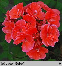 Pelargonium zonale hort. (pelargonia pasiasta)