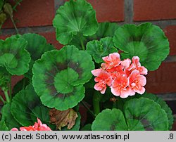 Pelargonium zonale hort. (pelargonia pasiasta)