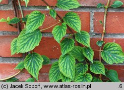 Schizophragma hydrangeoides (przywarka hortensjowata)