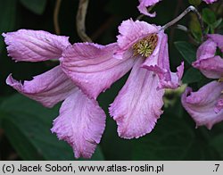 Clematis Aljonushka