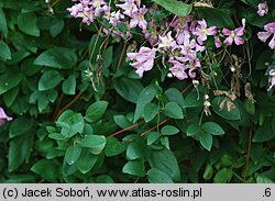 Clematis Aljonushka