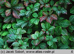 Parthenocissus henryana (winobluszcz domowy)