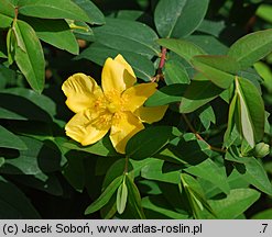 Hypericum cv. Hidcote (dziurawiec 'Hidcote')