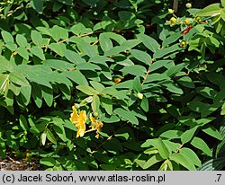 Hypericum cv. Hidcote (dziurawiec 'Hidcote')