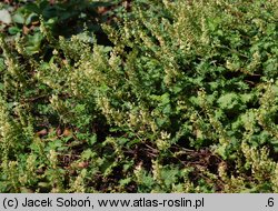 Teucrium scorodonia (ożanka nierównoząbkowa)