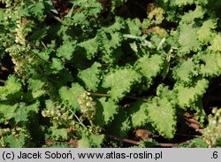 Teucrium scorodonia (ożanka nierównoząbkowa)