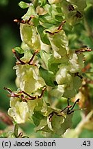 Teucrium scorodonia (ożanka nierównoząbkowa)