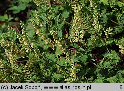 Teucrium scorodonia (ożanka nierównoząbkowa)